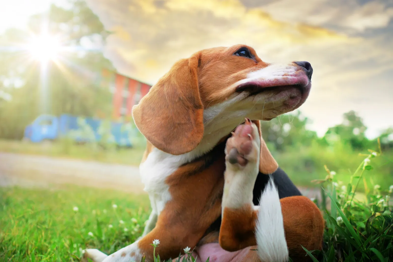 Treating Gum Disease and Gingivitis in Dogs Effectively
